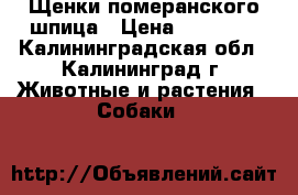 Щенки померанского шпица › Цена ­ 40 000 - Калининградская обл., Калининград г. Животные и растения » Собаки   